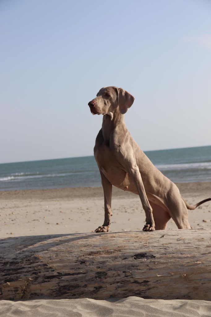 Queen du domaine de neply